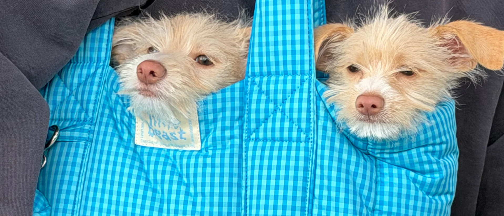 Style for Your Best Friend